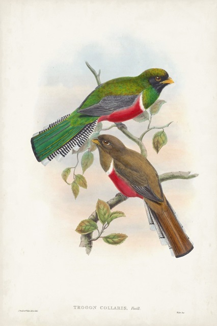 Gould Tropical Birds VI