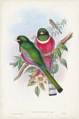 Gould Tropical Birds VII