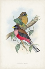 Gould Tropical Birds VIII