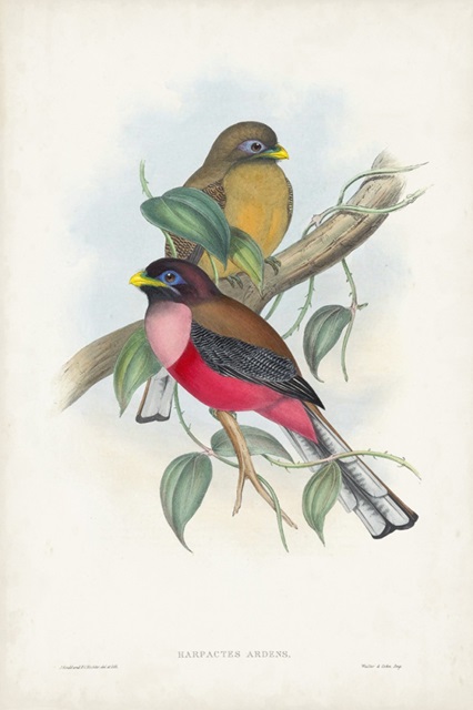 Gould Tropical Birds VIII