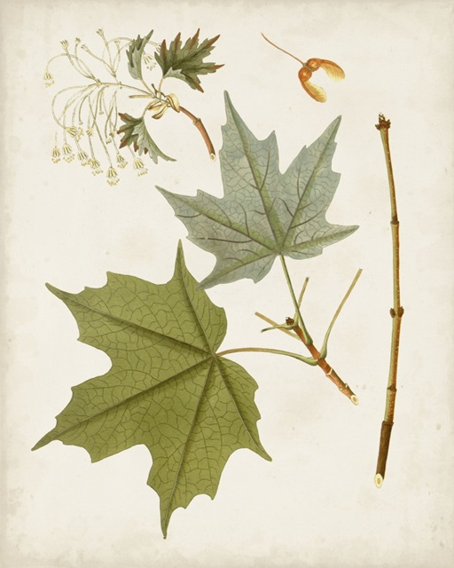 Antique Leaves VII