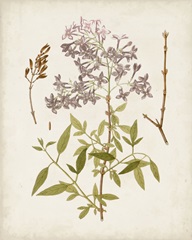 Vintage Flowering Trees I