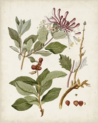 Vintage Flowering Trees III