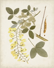 Vintage Flowering Trees VII