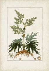 Antique Turpin Botanical III