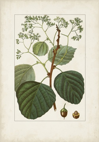 Antique Turpin Botanical IV