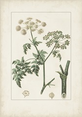 Antique Turpin Botanical IX