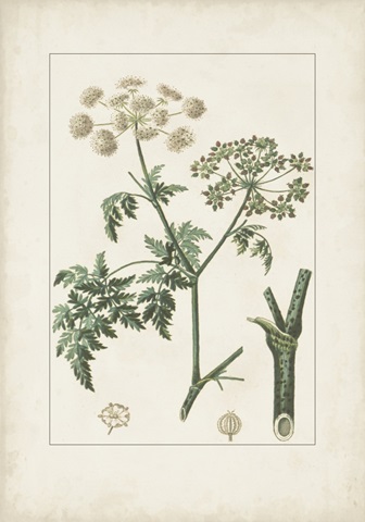 Antique Turpin Botanical IX