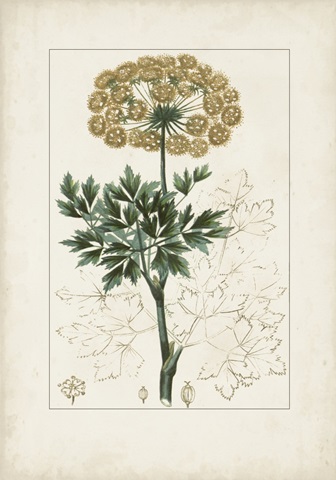 Antique Turpin Botanical VI