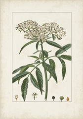 Antique Turpin Botanical VII