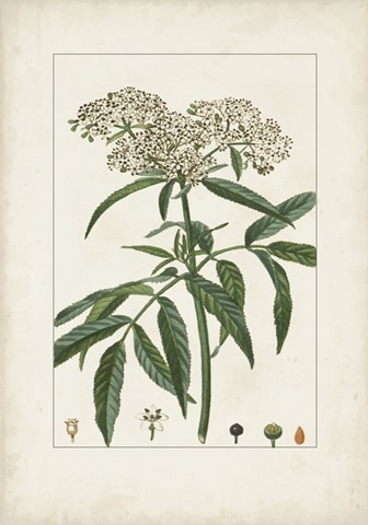 Antique Turpin Botanical VII