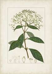 Antique Turpin Botanical VIII