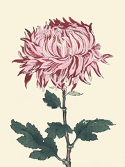 Chrysanthemum Woodblock IV