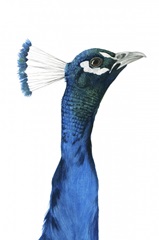 Peacock Portrait I