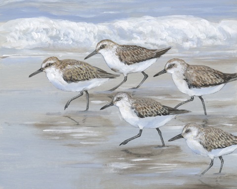 Sandpipers I