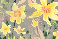 Narcissus Fresco Collection A