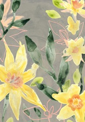 Narcissus Fresco Collection B