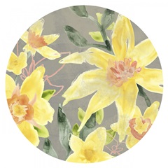 Narcissus Fresco Collection C