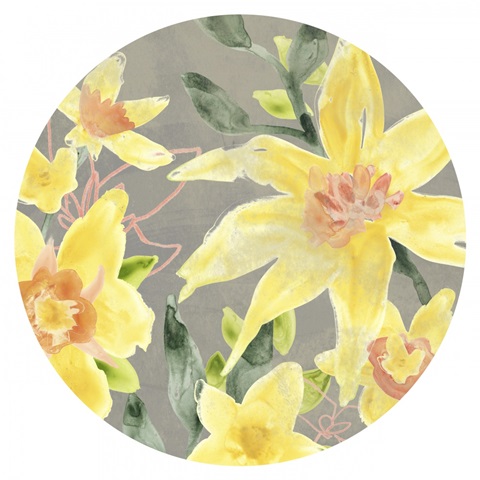 Narcissus Fresco Collection C