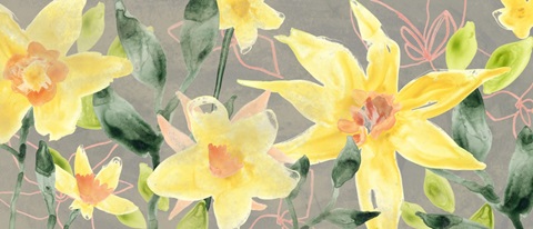 Narcissus Fresco Collection D