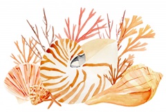 Nautilus Grouping Collection A