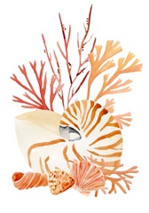 Nautilus Grouping Collection B