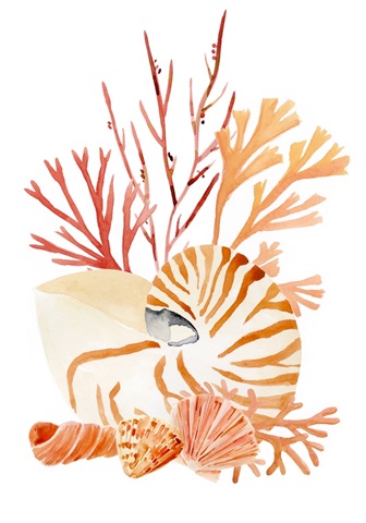 Nautilus Grouping Collection B