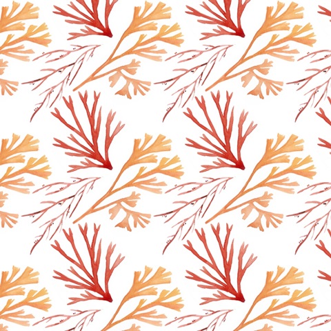 Nautilus Grouping Collection H