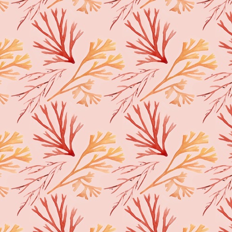 Nautilus Grouping Collection I