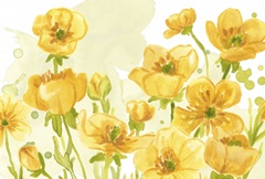 Sunshine Meadow Collection A