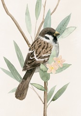 Tree Toppers Collection B