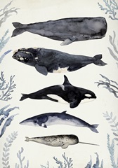 Whale Chart Collection B