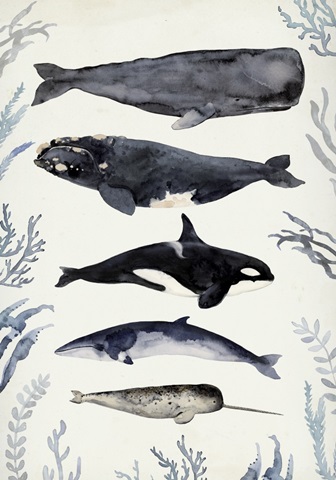 Whale Chart Collection B