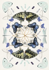 Butterfly Mandala Collection B