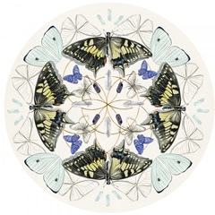 Butterfly Mandala Collection C