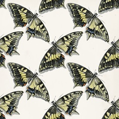 Butterfly Mandala Collection F