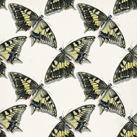 Butterfly Mandala Collection F