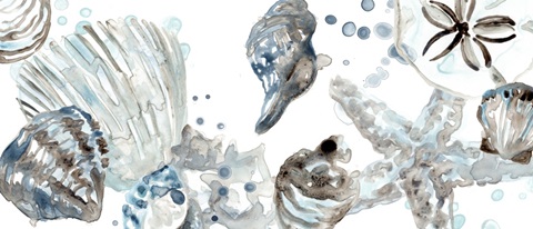 Cerulean Seashells Collection D