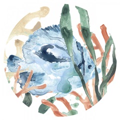 In the Kelp Collection C