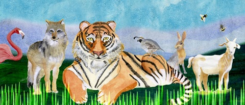 Noah's Ark Collection D