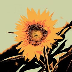 Pop Art Sunflower II