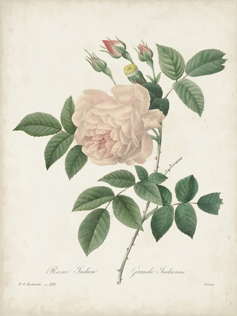 Vintage Redoute Roses II
