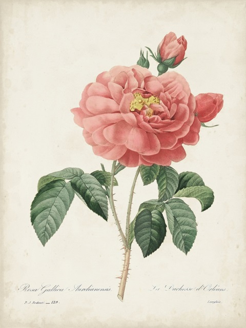 Vintage Redoute Roses III