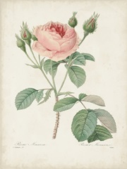 Vintage Redoute Roses VI