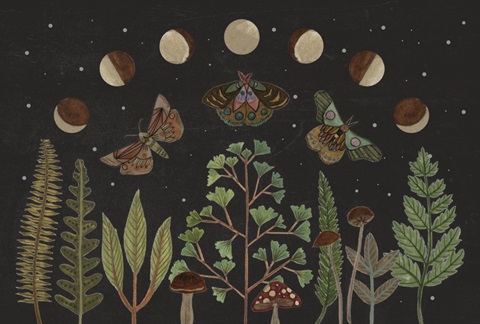 Dark Forest Collection A