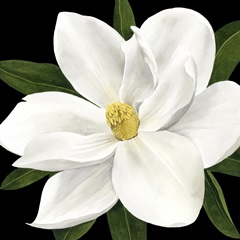 Midnight Magnolia II