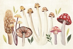 Fungi Field Trip Collection A