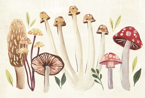 Fungi Field Trip Collection A