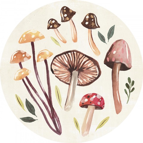 Fungi Field Trip Collection C