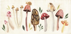 Fungi Field Trip Collection D